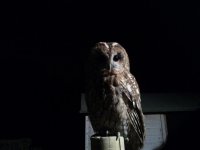 Bella Tawny owl.jpg