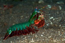 Peacock Mantis Shrimp__.jpg