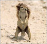 nuts.jpeg
