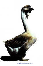 goose.jpg