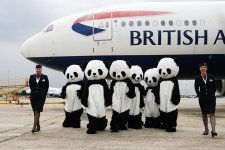 Panda plane.jpg