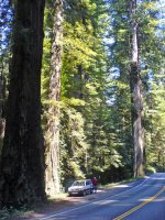 redwoods.JPG