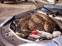 anti theft device.jpg