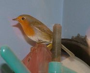 bird 1.JPG