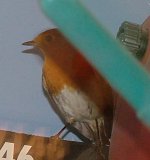 bird 2.JPG