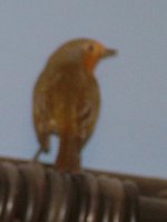 bird 3.JPG
