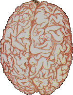 malebrain.gif