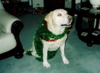 chistmas kip.jpg