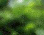 image5.gif