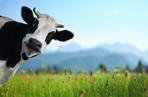stock-photo-funny-cow-on-a-green-meadow-looking-to-a-camera-with-alps-on-the-background-14995289.jpg