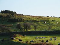 Belted cattle.jpg