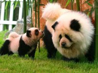Panda dogs.jpg