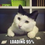 b211c7de8f6fe577bced37394f7bc2da--funny-pictures-of-cats-funny-animal-pics.jpg