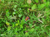 20200809_130544.jpg