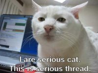cat thread.jpg