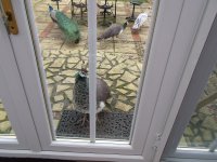 DSCF9710.JPG