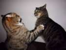 cat fight.jpg