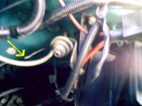 mums astra 006.jpg mums astra 006.jpg