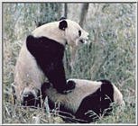 pandas-mating.jpg