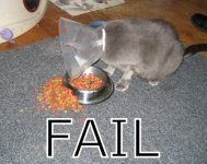 failcat.jpg