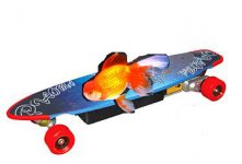 skateboard goldfish.JPG