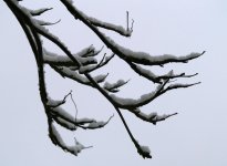snowbranch.jpg