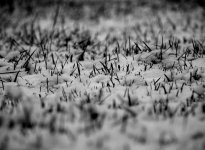 snowgrass.jpg