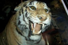 tiger.jpg