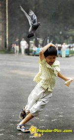 Pigeon-attack.jpg