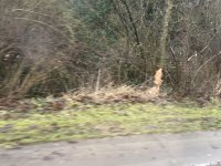 IMG_7009.jpeg