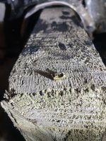 IMG_5605.jpeg