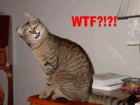 cat wtf-cat.jpg