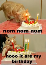 BirthdayCat.jpg