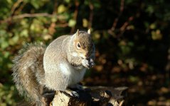 Hungry Squirrel - resized.jpg