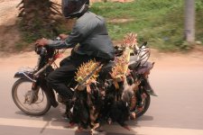 Chickens on a Bike.JPG