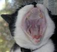 yawning cat.jpg