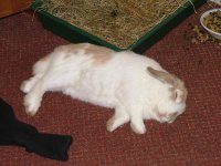 bink sleep.JPG