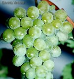 grapes.jpg
