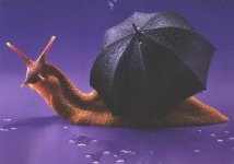 Comics+-+snail+and+umbrella.jpg