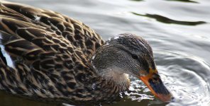 Duck with droplets resized.jpg
