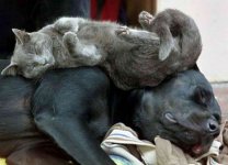 cats_sleeping_positions.jpg
