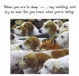 Hounds.jpg