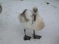 swan.JPG
