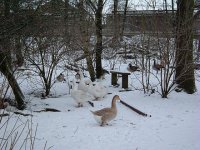 goose gathering.JPG