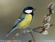 great-tit-3066.jpg