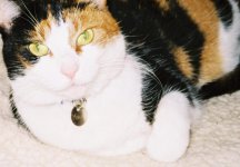 molly v2.JPG