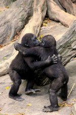 kissing-chimps.jpg