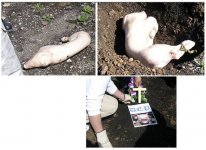 Pigs.JPG