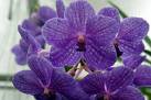 orchids.jpg
