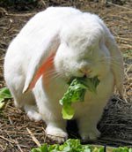 good_food_lop.jpg